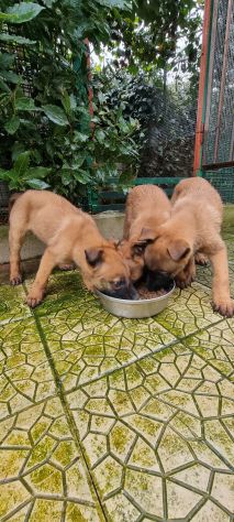 Cuccioli Pastore Belga Malinois - Foto 7