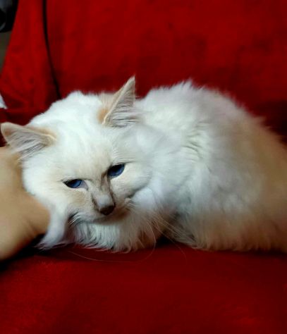 Gatto sacro di Birmania - Foto 3