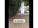 HACKITO, CUORE GRANDE, SALVIAMOLO DAL CANILE, CANE IN ADOZIONE.