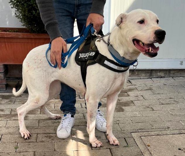 LOLA DOGO ARGENTINO - Foto 5