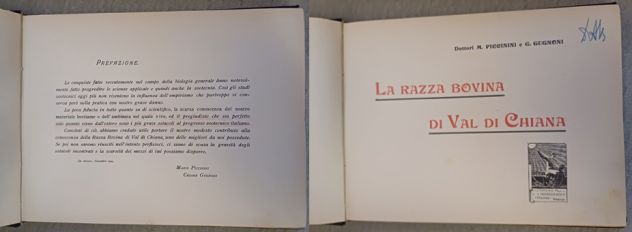 La RAZZA BOVINA di VAL di CHIANA, Dottori M. PICCININI e G. GUGNONI. 1909. - Foto 2
