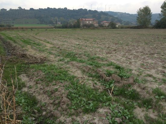 Capaccio Paestum loc. Scigliati Terreno agricolo - Foto 5