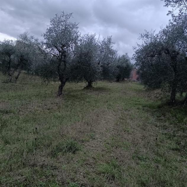 SIENA vendesi terreno AGRICOLO località COLONNA SAN DI 20000 MQ - Foto 6