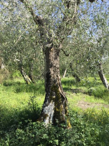 Piante di ulive secolari - Foto 5