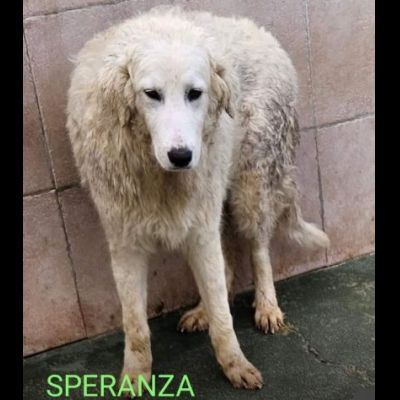 CANILE DI 3.000 CANI I POST SONO LA LORO UNICA POSSIBILITA' DI VISIBILITA' - Foto 3