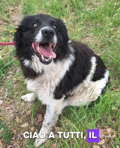 Cosmo mix Border Collie 3anni buonissimo,in box.TERAMO