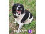 Cosmo mix Border Collie 3anni buonissimo,in box.TERAMO