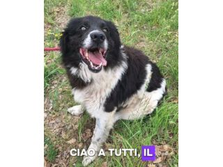 Cosmo mix Border Collie 3anni buonissimo,in box.TERAMO