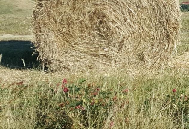 Terreno agricolo in vendita a Chientina - Terricciola 3000 mq Rif: 1399143