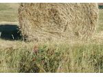 Terreno agricolo in vendita a Chientina - Terricciola 3000 mq  Rif: 1399143