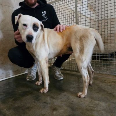 BLOOM AFFETTUOSA CAGNOLONA IN ADOZIONE - Foto 9