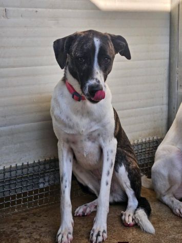 Kira: equilibrata, socievole con cani e gatti