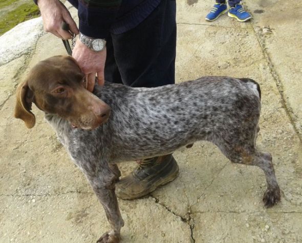 BIRILLO, bellissimo bracco in cerca di casa - Foto 3