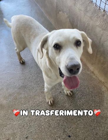 THOR DOLCISSIMO CANE IN ADOZIONE TG MEDIA - Foto 4