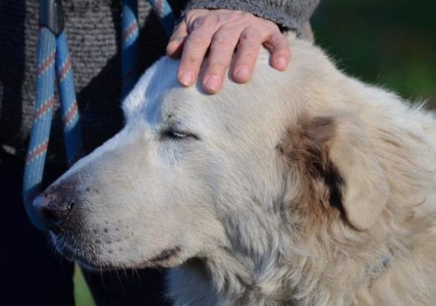 BIANCONE ha diritto ad avere una bella vita - Foto 4