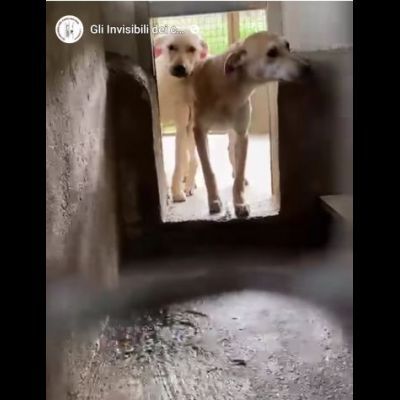 JANNICH E CARLOS CUCCIOLI IN ADOZIONE - Foto 9