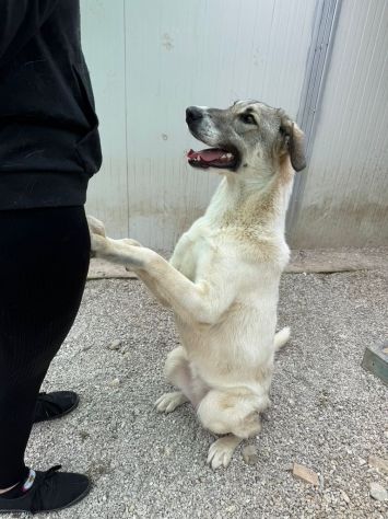 Maya: bellissima principessa taglia grande - Foto 2
