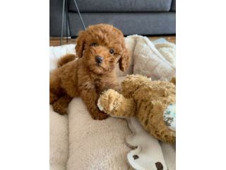 BARBONCINO TOY - BARBONCINI NANI CUCCIOLI disponibili pag in 12 rate