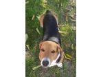 Bruno mix beagle e bassotto