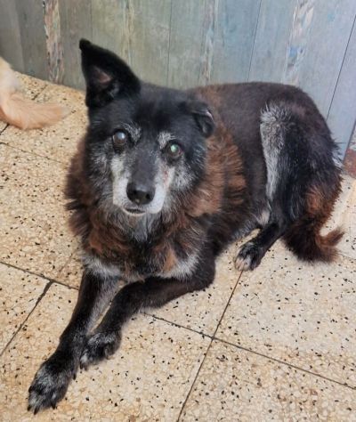 Skizzo 10anni in canile da tanto..PUGLIA SOS - Foto 7