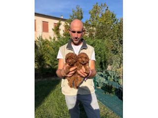 Cucciole di Barboncino Toy Red Asia