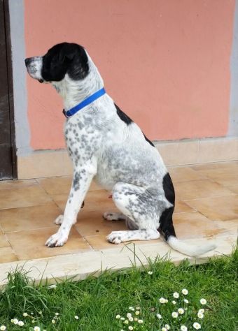 RINGO, stupendo cucciolone - Foto 4