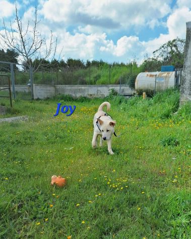 Sono Joy , mi trovo in canile e qui nessuno arriva a portarmi via......