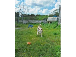 Sono Joy , mi trovo in canile e qui nessuno arriva a portarmi via......