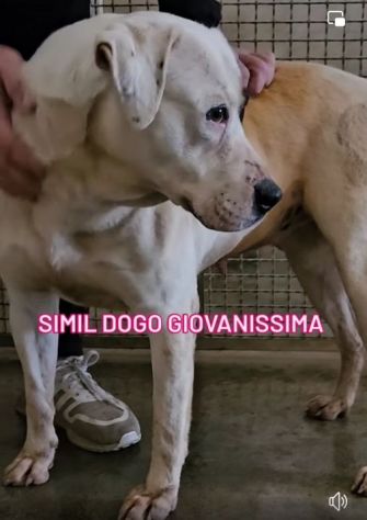 BLOOM AFFETTUOSA CAGNOLONA IN ADOZIONE - Foto 3