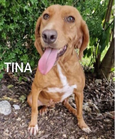 Tina segugia
