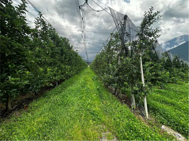 V000421 - TERRENO AGRICOLO DI 6,9 ETTARI IN VENDITA A RONCEGNO TERME - Foto 4