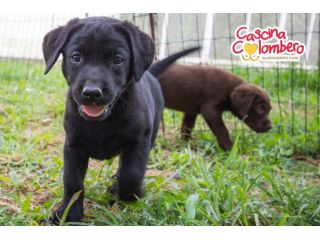 LABRADOR RETRIEVER CUCCIOLA
