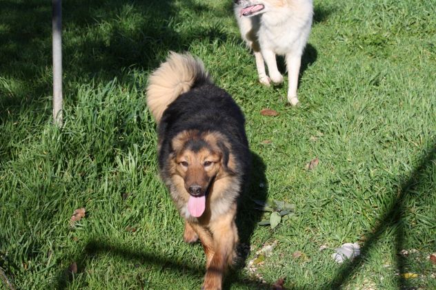 Adotta un cane dal canile, salva la sua vita! - Foto 3