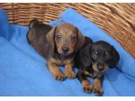 Cuccioli Bassotto nano dolcissimi
