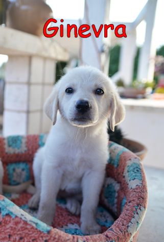 Pechino e Ginevra, cuccioli simil labrador in adozione - Foto 2