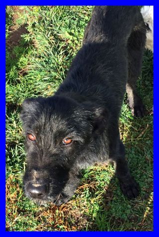 SMILZO, TENERO CAGNOLINO CERCA CASA - Foto 7