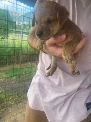 Romeo cucciolo - Foto 2