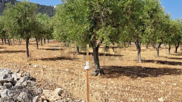 Terreno in vendita a Priolo Gargallo - Foto 6