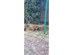 Cuccioli Pastore Belga Malinois