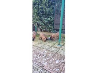 Cuccioli Pastore Belga Malinois