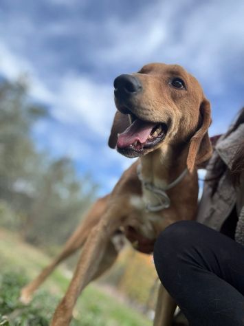 DIAMANTE SOCIEVOLE DELICATO CANE IN ADOZIONE  TG CONTENUTA - Foto 4