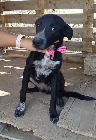 LILIA una cagnolina in adozione un mondo da scoprire ma è in un box - Foto 9