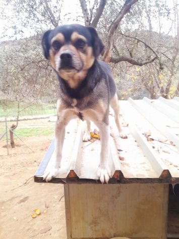 PEPE 3 ANNI 16 KG taglia media piccola IN CANILE - Foto 3
