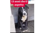 12ANNI DI DURO CANILE..ADOTTATO E RIFIUTATO! MILANO