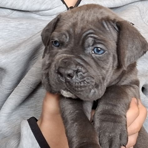 Cuccioli cane corso - Foto 2