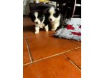 Cuccioli border collie