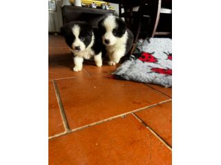 Cuccioli border collie