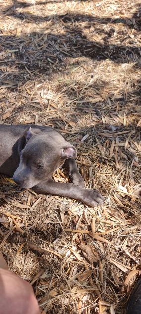 Allevamento e Cuccioli Amstaff Blu in Puglia e in Italia - Foto 2