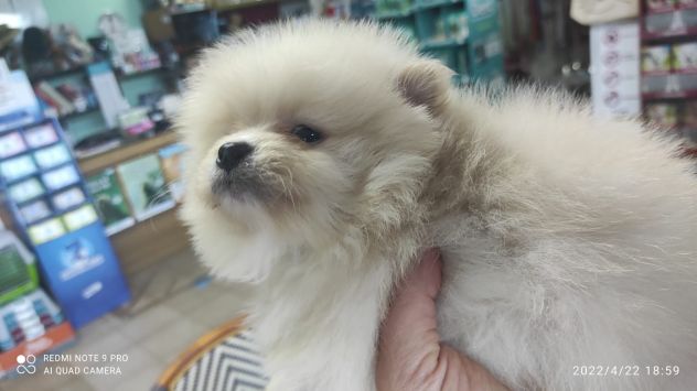 Pomerania