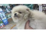 Pomerania